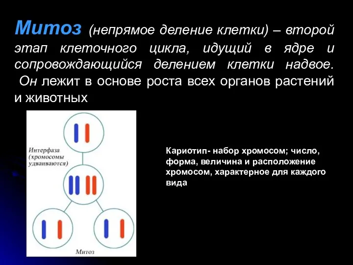 Митоз (непрямое деление клетки) – второй этап клеточного цикла, идущий