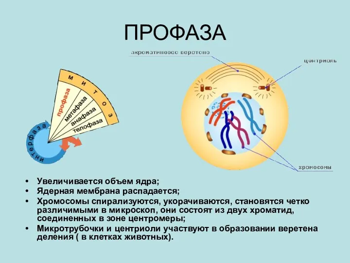 ПРОФАЗА Увеличивается объем ядра; Ядерная мембрана распадается; Хромосомы спирализуются, укорачиваются, становятся четко различимыми