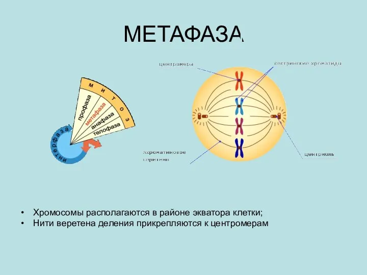 МЕТАФАЗА Хромосомы располагаются в районе экватора клетки; Нити веретена деления прикрепляются к центромерам