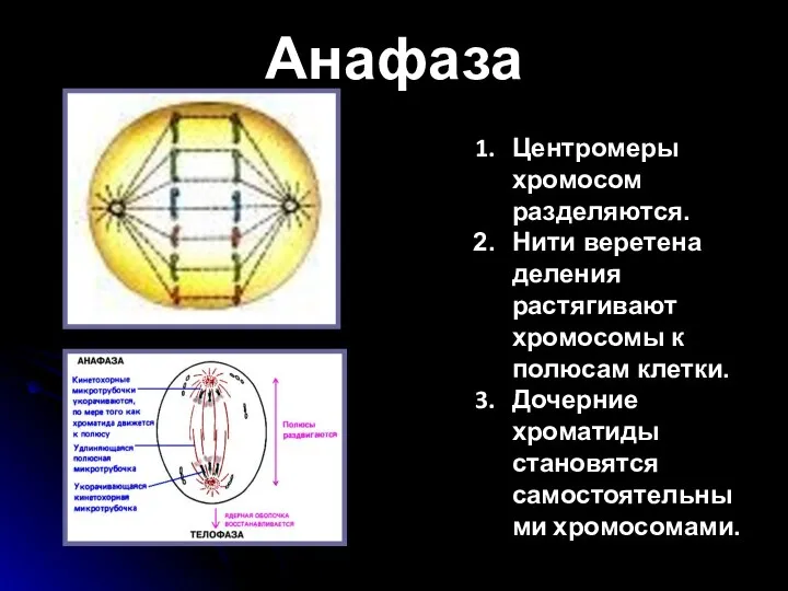 Анафаза Центромеры хромосом разделяются. Нити веретена деления растягивают хромосомы к полюсам клетки. Дочерние