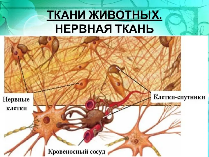 ТКАНИ ЖИВОТНЫХ. НЕРВНАЯ ТКАНЬ