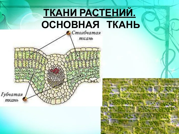 ТКАНИ РАСТЕНИЙ. ОСНОВНАЯ ТКАНЬ