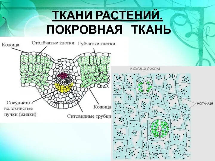 ТКАНИ РАСТЕНИЙ. ПОКРОВНАЯ ТКАНЬ