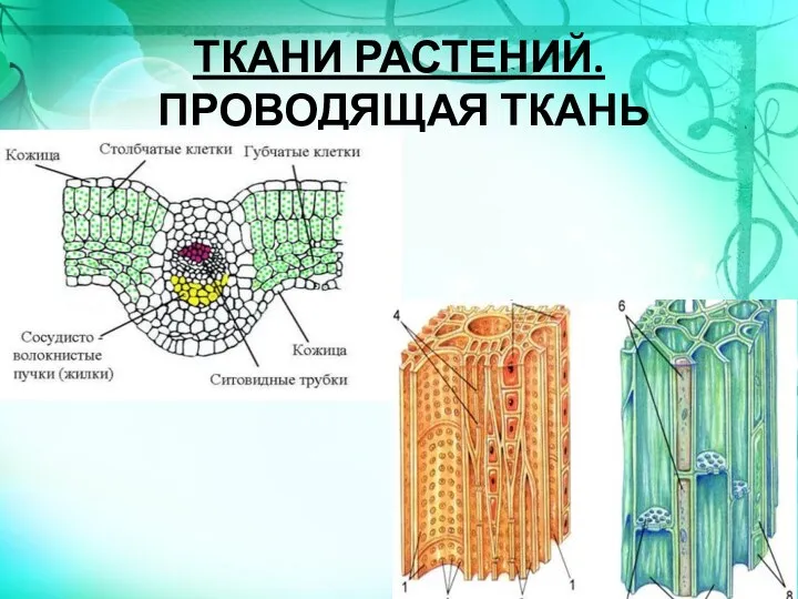 ТКАНИ РАСТЕНИЙ. ПРОВОДЯЩАЯ ТКАНЬ