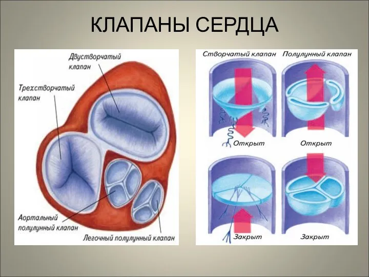 КЛАПАНЫ СЕРДЦА