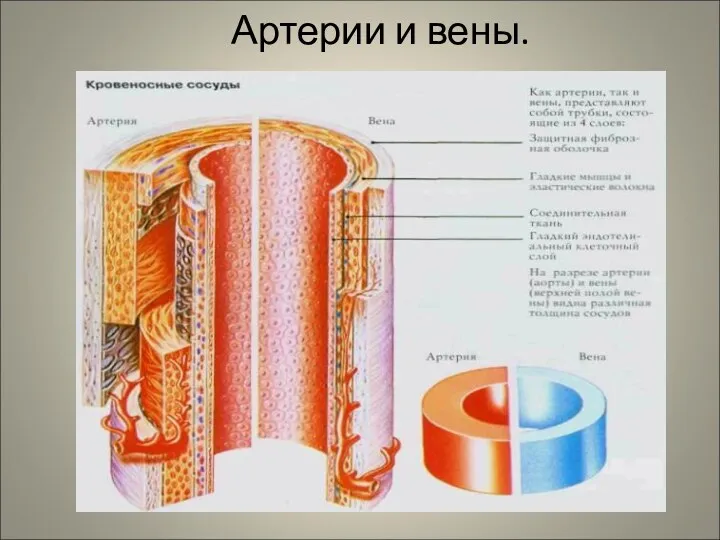 Артерии и вены.