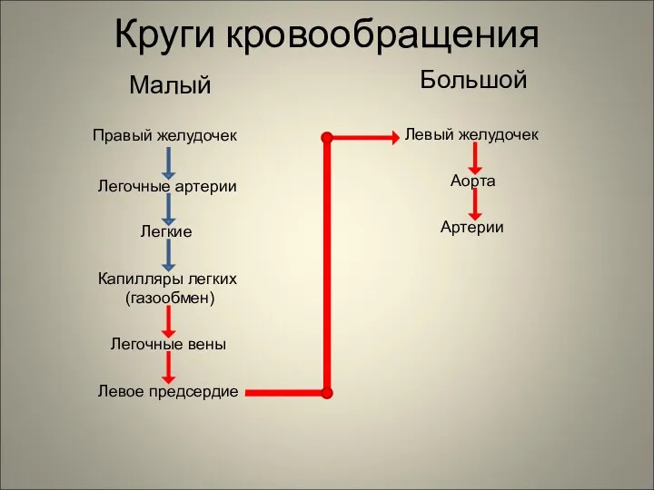 Круги кровообращения Малый Большой Правый желудочек Легочные артерии Легкие Капилляры