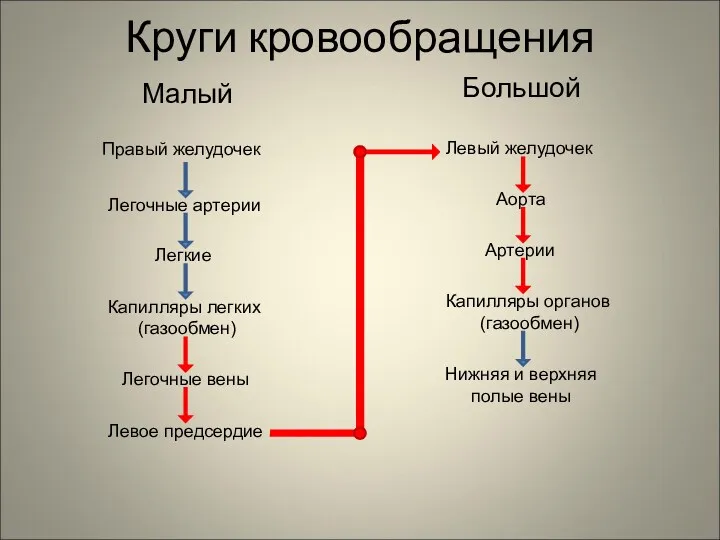 Круги кровообращения Малый Большой Правый желудочек Легочные артерии Легкие Капилляры