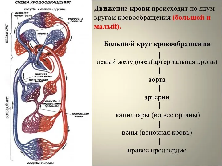 Движение крови происходит по двум кругам кровообращения (большой и малый).