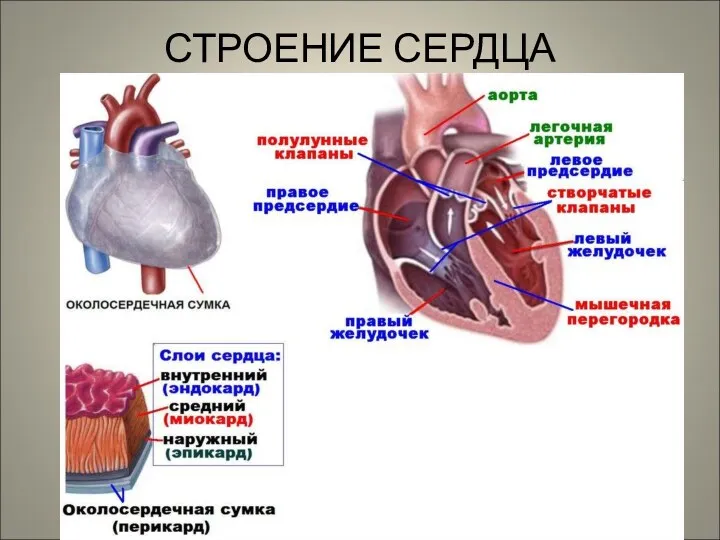 СТРОЕНИЕ СЕРДЦА