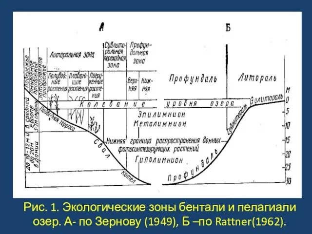 Рис. 1. Экологические зоны бентали и пелагиали озер. А- по Зернову (1949), Б –по Rattner(1962).