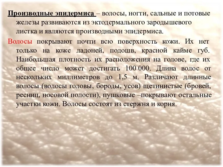 Производные эпидермиса – волосы, ногти, сальные и потовые железы развиваются из эктодермального зародышевого