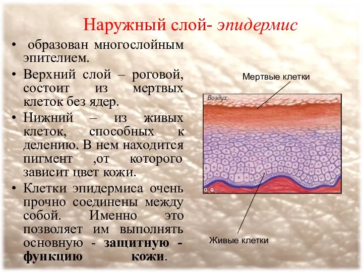 Наружный слой- эпидермис образован многослойным эпителием. Верхний слой – роговой, состоит из мертвых