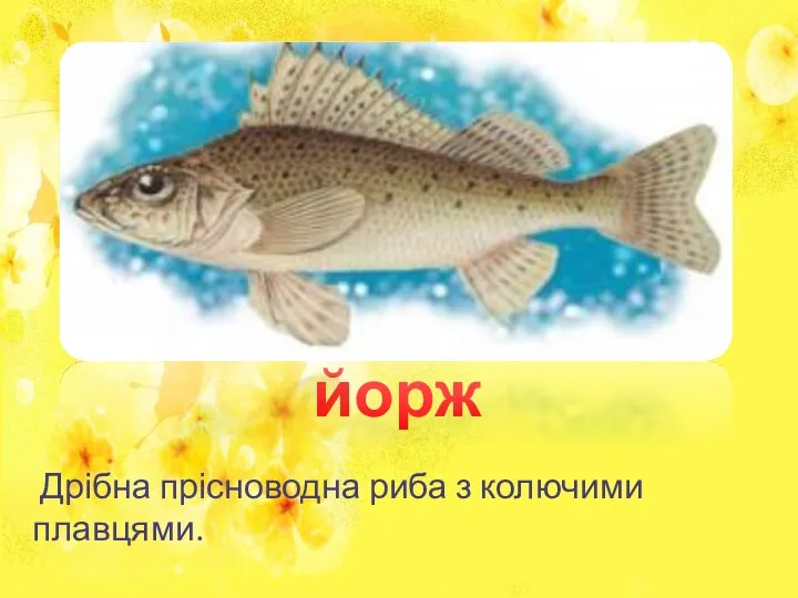 Дрібна прісноводна риба з колючими плавцями. йорж