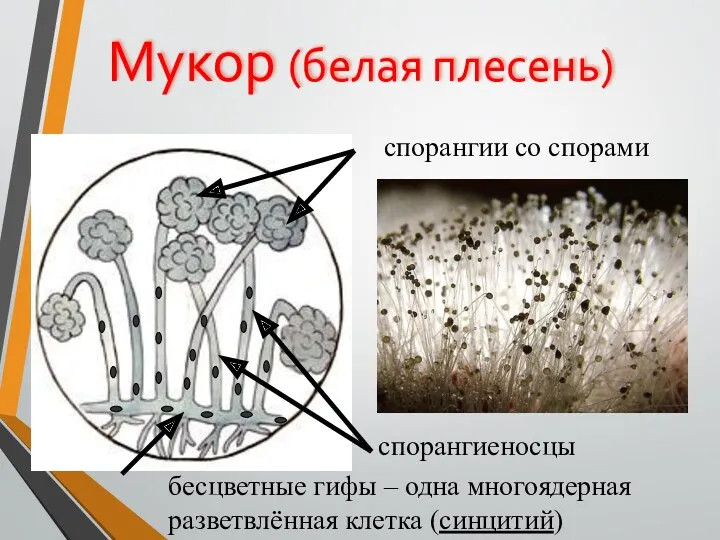 Мукор (белая плесень) бесцветные гифы – одна многоядерная разветвлённая клетка (синцитий) спорангиеносцы спорангии со спорами