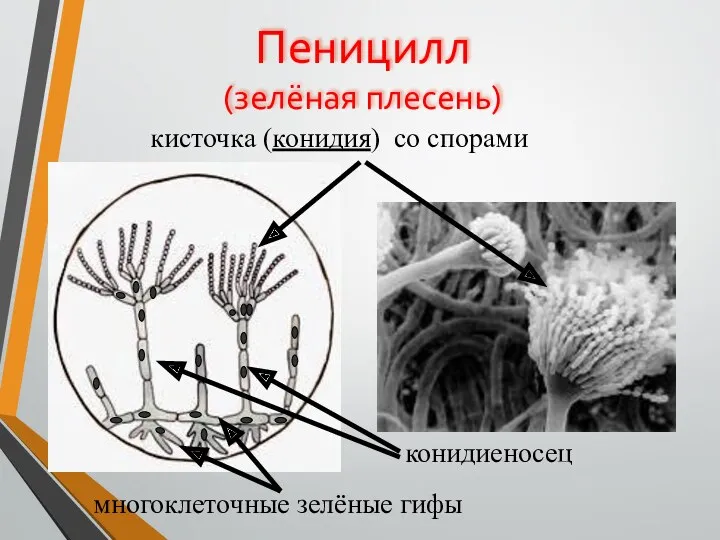 Пеницилл (зелёная плесень) кисточка (конидия) со спорами конидиеносец многоклеточные зелёные гифы