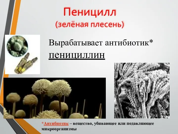 Пеницилл (зелёная плесень) Вырабатывает антибиотик* пенициллин *Антибиотик – вещество, убивающее или подавляющее микроорганизмы