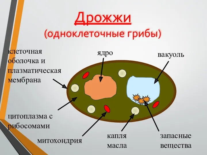 Дрожжи (одноклеточные грибы) ядро капля масла цитоплазма с рибосомами вакуоль