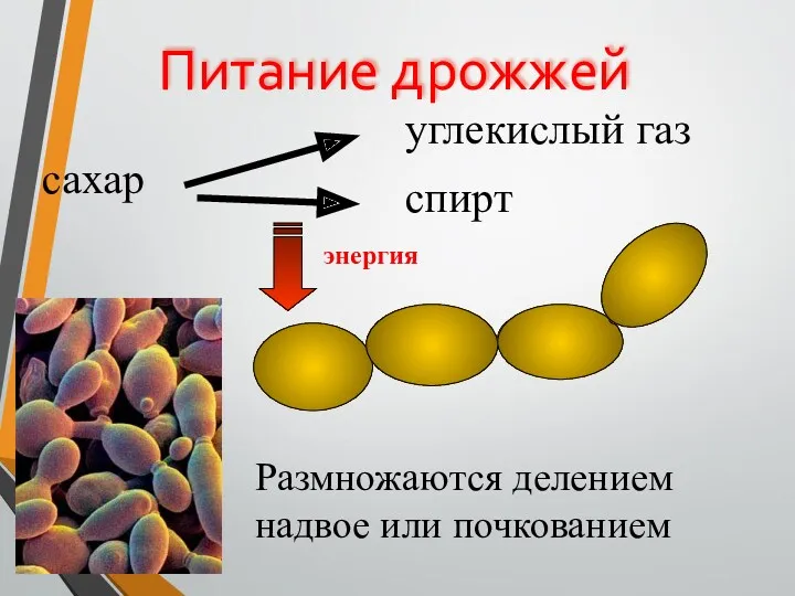 Питание дрожжей сахар углекислый газ спирт энергия Размножаются делением надвое или почкованием