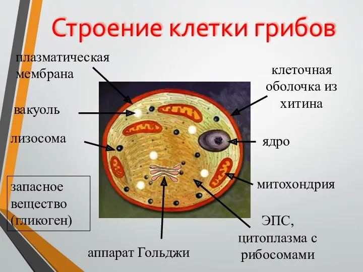 Строение клетки грибов ядро митохондрия аппарат Гольджи ЭПС, цитоплазма с