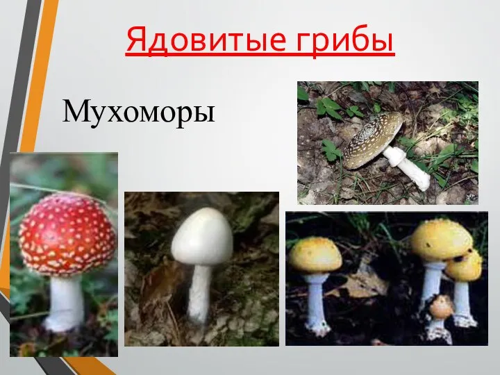 Ядовитые грибы Мухоморы