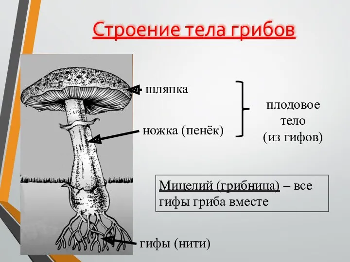 Строение тела грибов ножка (пенёк) шляпка гифы (нити) плодовое тело