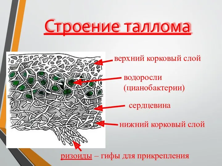 Строение таллома верхний корковый слой нижний корковый слой сердцевина водоросли (цианобактерии) ризоиды – гифы для прикрепления