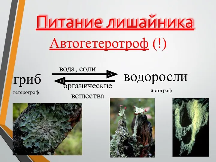 Питание лишайника Автогетеротроф (!) гриб водоросли вода, соли органические вещества гетеротроф автотроф