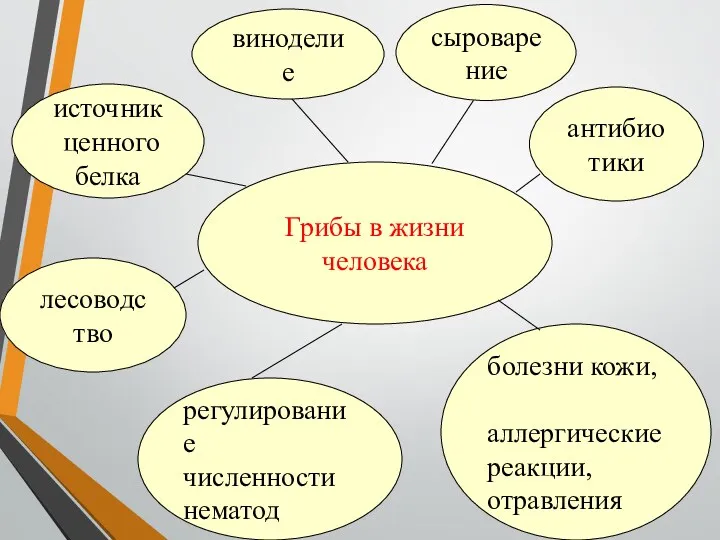 Грибы в жизни человека антибиотики сыроварение виноделие источник ценного белка