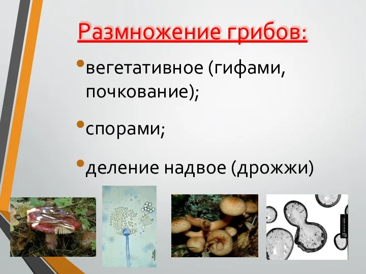 Размножение грибов: вегетативное (гифами, почкование); спорами; деление надвое (дрожжи)