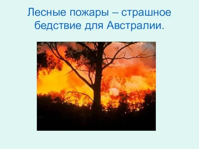 Лесные пожары – страшное бедствие для Австралии.