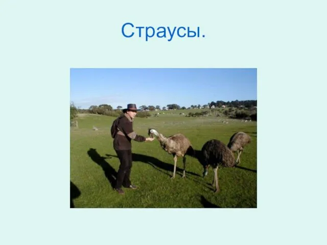 Страусы.