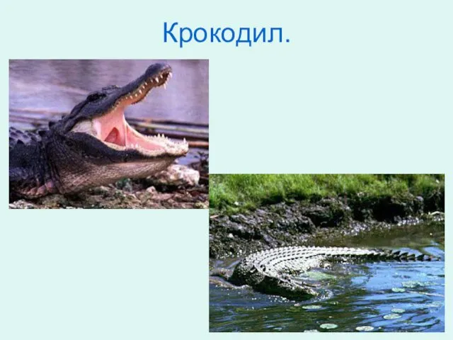 Крокодил.