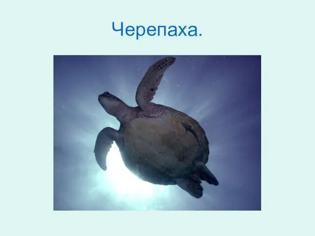 Черепаха.