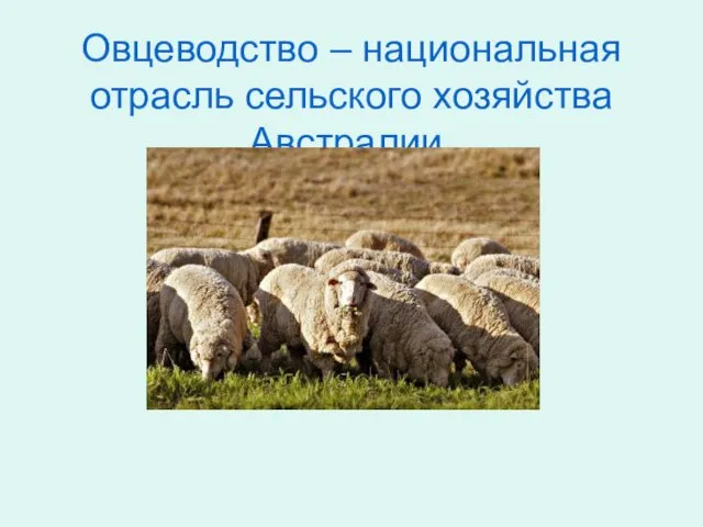 Овцеводство – национальная отрасль сельского хозяйства Австралии.