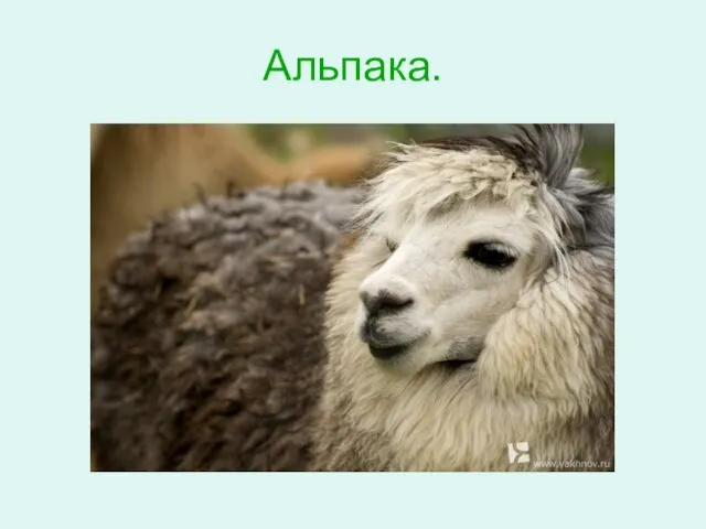 Альпака.