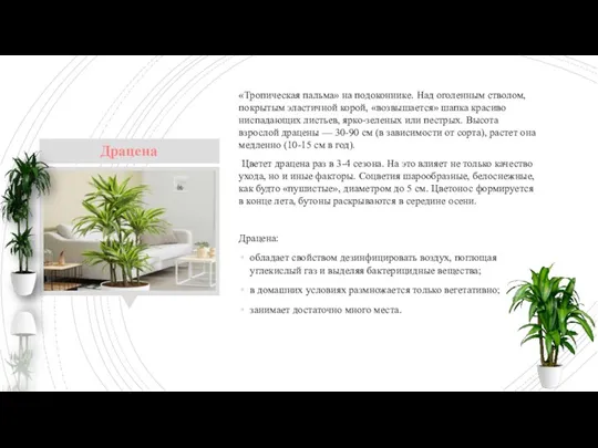 «Тропическая пальма» на подоконнике. Над оголенным стволом, покрытым эластичной корой,