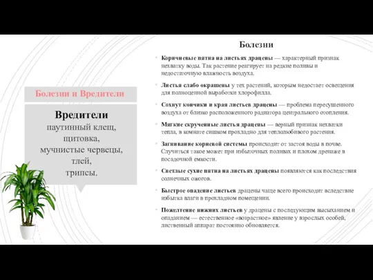 Вредители паутинный клещ, щитовка, мучнистые червецы, тлей, трипсы. Болезни Коричневые