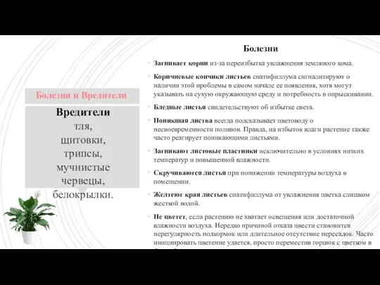 Вредители тля, щитовки, трипсы, мучнистые червецы, белокрылки. Болезни Загнивает корни