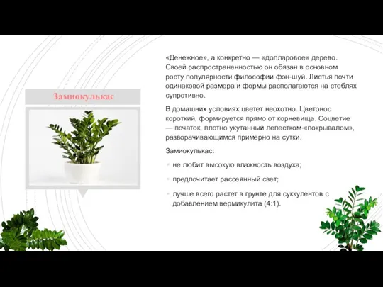 «Денежное», а конкретно — «долларовое» дерево. Своей распространенностью он обязан