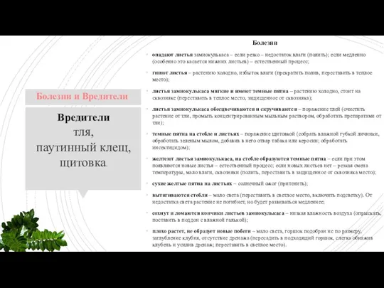 Болезни опадают листья замиокулькаса – если резко – недостаток влаги