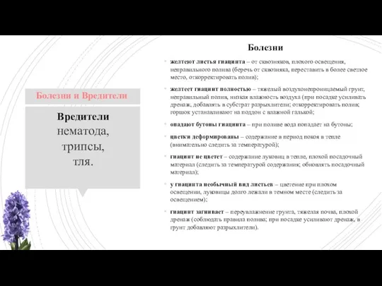 Болезни желтеют листья гиацинта – от сквозняков, плохого освещения, неправильного