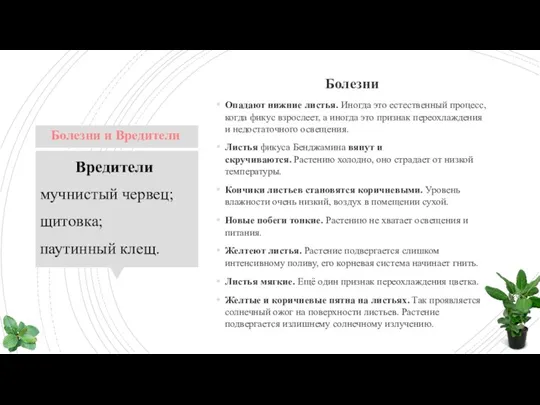 Болезни Опадают нижние листья. Иногда это естественный процесс, когда фикус