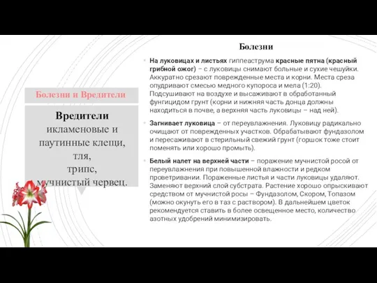 Болезни На луковицах и листьях гиппеаструма красные пятна (красный грибной