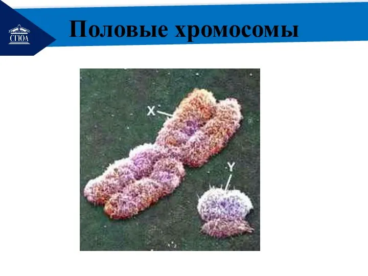РЕМОНТ Половые хромосомы