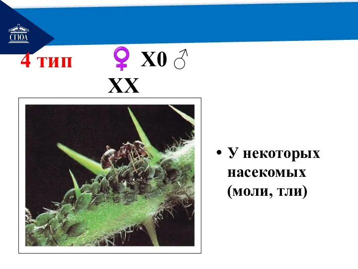 РЕМОНТ 4 тип У некоторых насекомых (моли, тли) ♀ Х0 ♂ ХХ