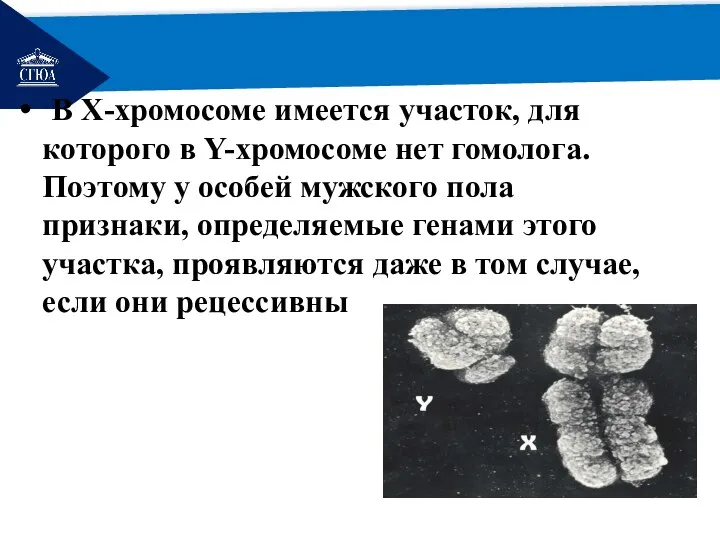 РЕМОНТ В Х-хромосоме имеется участок, для которого в Y-хромосоме нет