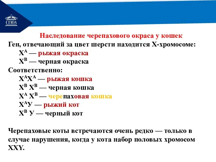 РЕМОНТ Наследование черепахового окраса у кошек Ген, отвечающий за цвет