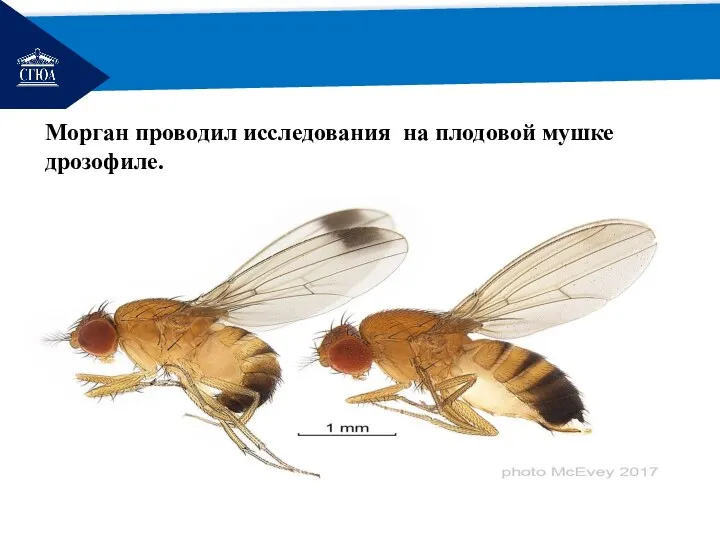 РЕМОНТ Морган проводил исследования на плодовой мушке дрозофиле.