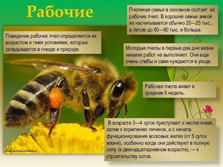 Рабочие пчелы http://fermer02.ru/honey/ Пчелиная семья в основном состоит из рабочих